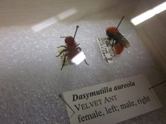 Dasymutilla aureola female and male specimen by E.Jones. Used under a CC BY-SA 4.0 license.