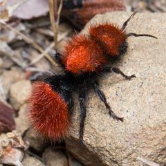 Pacific Velvet Ant imported from iNaturalist photo 16222071 on 16 July 2024 by (c) Ken-ichi Ueda, some rights reserved (CC BY). Used under a CC BY 4.0 license.