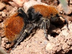 Dasymutilla eminentia-female by peterwchen. Used under a CC BY 4.0 license.