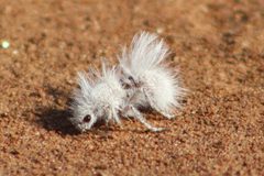Thistledown Velvet Ant imported from iNaturalist photo 130906153 on 16 July 2024 by (c) Xochitl Zambrano, some rights reserved (CC BY). Used under a CC BY 4.0 license.