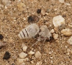 Thistledown Velvet Ant imported from iNaturalist photo 323380038 on 16 July 2024 by (c) Wendy McCrady, some rights reserved (CC BY). Used under a CC BY 4.0 license.