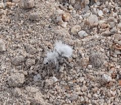 Thistledown Velvet Ant imported from iNaturalist photo 323859969 on 16 July 2024 by (c) nmoorhatch, some rights reserved (CC BY). Used under a CC BY 4.0 license.