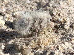 Thistledown Velvet Ant imported from iNaturalist photo 403068475 on 16 July 2024 by (c) Matt Felperin, some rights reserved (CC BY). Used under a CC BY 4.0 license.
