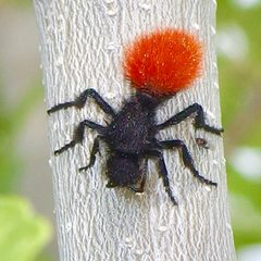 Magnificent Velvet Ant imported from iNaturalist photo 371778952 on 8 August 2024 by (c) Sue Carnahan, some rights reserved (CC BY). Used under a CC BY 4.0 license.