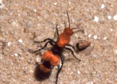 Dasymutilla occidentalis 01 by Hunter Desportes. Used under a CC BY 2.0 license.