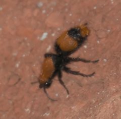 Dasymutilla occidentalis P1290061b by 
xpda. Used under a CC BY-SA 4.0 license.