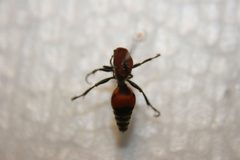 Hough Dasymutilla sp by IvanTortuga. Used under a Public domain license.