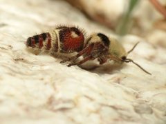 Velvet Ant - Flickr - treegrow by Katja Schulz from Washington, D. C., USA. Used under a CC BY 2.0 license.