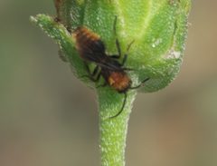Pseudomethoca propinqua by Robert Webster. Used under a CC BY-SA 4.0 license.