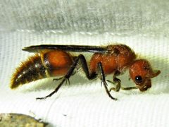 Sphaeropthalma auripilis by Annika Lindqvist. Used under a CC BY 4.0 license.
