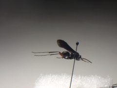 Ceropales bipunctata by Cerambycidfreak. Used under a CC BY-SA 4.0 license.