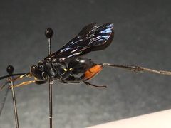 Male Ceropales bipunctata by Cerambycidfreak. Used under a CC BY-SA 4.0 license.