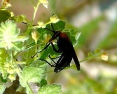 Notocyphus dorsalis by Francisco Farriols Sarabia. Used under a CC BY 4.0 license.