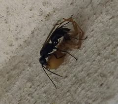 Auplopus carbonarius with spider by GeXeS. Used under a CC BY-SA 4.0 license.
