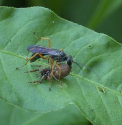 Auplopus mellipes P1140532a by 
xpda. Used under a CC BY-SA 4.0 license.