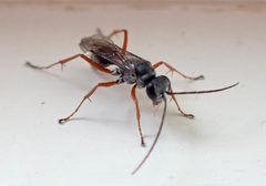 Auplopus mellipes 157056572 by drnancyjackson. Used under a CC BY 4.0 license.
