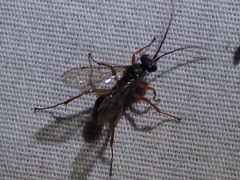 Auplopus mellipes ssp. mellipes by Sam Kieschnick. Used under a CC BY 4.0 license.