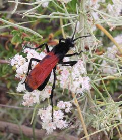 Flamed Tarantula-hawk Wasp Hemipepsis ustulata by Millie Basden. Used under a CC BY 4.0 license.