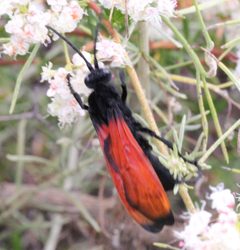 Hemipepsis ustulata 7733466 by Millie Basden. Used under a CC BY 4.0 license.