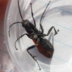 Hemipepsis ustulata 942999 by Ken-ichi Ueda. Used under a CC BY 4.0 license.
