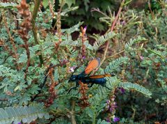 Pepsis formosa by Niklas299. Used under a CC BY-SA 4.0 license.