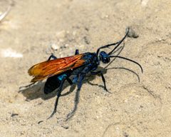 Pepsis thisbe 389182646 by Alicia Di Rado. Used under a CC BY 4.0 license.