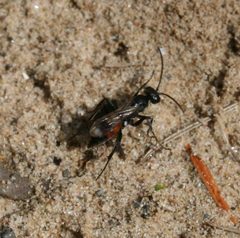 Caliadurgus fasciatellus by Sandy Rae. Used under a CC BY-SA 3.0 license.