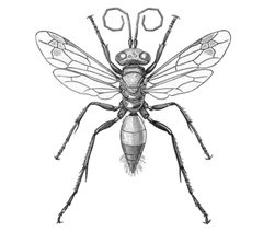 Calicurgus hyalinatus f by Unknown authorUnknown author. Used under a Public domain license.