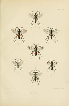 SaundersHymenopteraAculeataPlate10 by Edward Saunders. Used under a Public domain license.