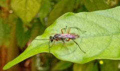 Pompilid on a crape jasmine leaf in India by Billjones94. Used under a CC BY-SA 4.0 license.