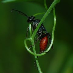 Priocnemis oregona-1 by Eugene Zelenko. Used under a CC BY-SA 4.0 license.
