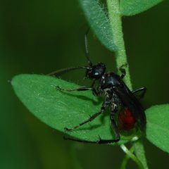 Priocnemis oregona-2 by Eugene Zelenko. Used under a CC BY-SA 4.0 license.
