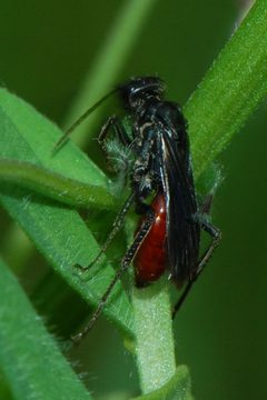 Priocnemis oregona-3 by Eugene Zelenko. Used under a CC BY-SA 4.0 license.
