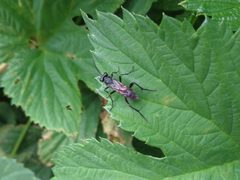 Tenthredinidae 01 by AfroBrazilian. Used under a CC BY-SA 3.0 license.