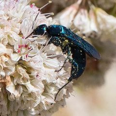Aporus hirsutus by Ken-ichi Ueda. Used under a CC BY 4.0 license.