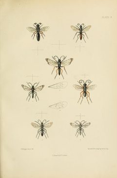 SaundersHymenopteraAculeataPlate8 by Edward Saunders. Used under a Public domain license.