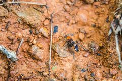 Psorthaspis legata by cricketsblog. Used under a CC BY 2.0 license.