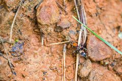 Psorthaspis legata - 52161879409 by cricketsblog. Used under a CC BY 2.0 license.