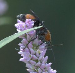 Psorthaspis sanguinea P1290616a by 
xpda. Used under a CC BY-SA 4.0 license.