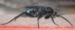 Allochares azureus by JerryFriedman. Used under a CC BY-SA 3.0 license.