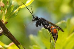 Arachnospila.fumipennis.-.lindsey by James K. Lindsey. Used under a CC BY-SA 3.0 license.