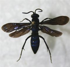 Evagetes ingennus by Cody Hough. Used under a CC BY-SA 3.0 license.