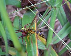 Wasp predating spider by Leonardo Ré-Jorge. Used under a CC BY-SA 4.0 license.
