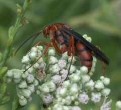 Tachypompilus ferrugineus P1260379a by 
xpda. Used under a CC BY-SA 4.0 license.