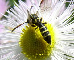 Sapyga centrata on flower by Beatriz Moisset. Used under a CC BY-SA 4.0 license.