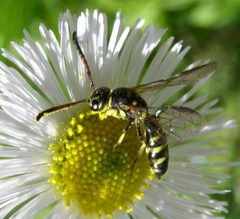 Sapyga centrata with pollen by Beatriz Moisset. Used under a CC BY-SA 4.0 license.