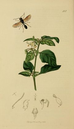 Britishentomologyvolume3Plate403 by John Curtis
. Used under a Public domain license.