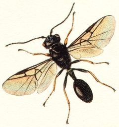 Helorus by John Curtis  (1791–1862). Used under a Public domain license.