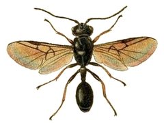 Helorus anomalipes by John Curtis
. Used under a Public domain license.
