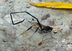 Alive Pelecinus polyturator by KristinLee. Used under a CC BY-SA 3.0 license.